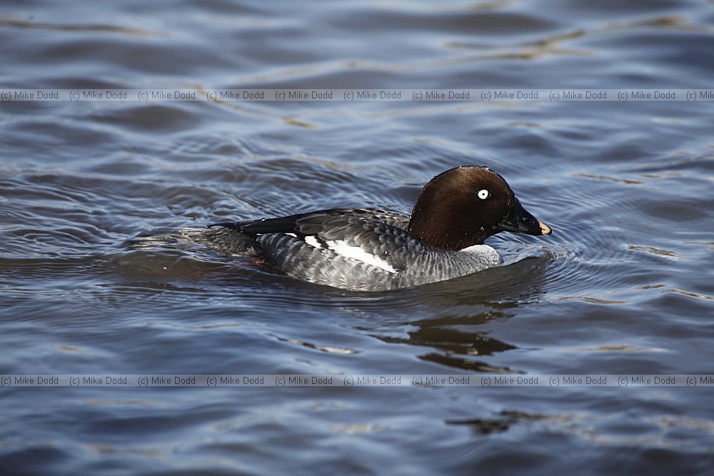 Bucephala clangula Common Goldeneye female
