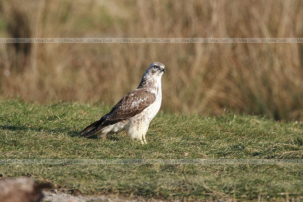 Buteo buteo Buzzard