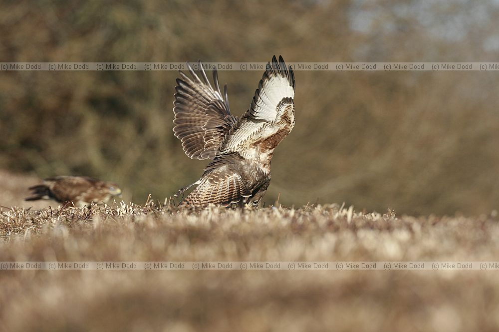 Buteo buteo Buzzard