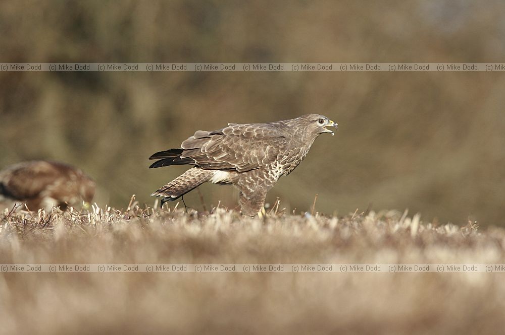 Buteo buteo Buzzard