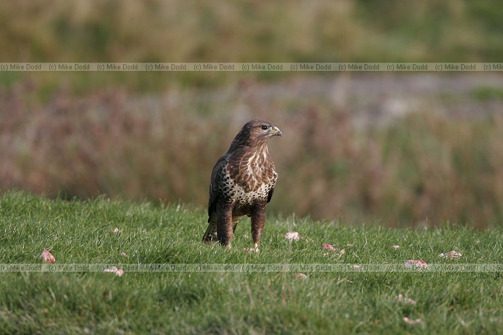 Buteo buteo Buzzard