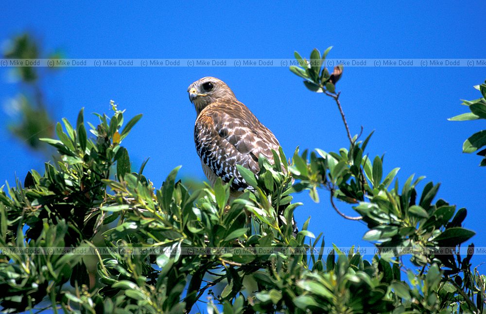 Buteo lineatus Red shouldered hawk