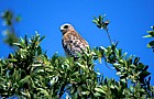 Buteo lineatus Red shouldered hawk