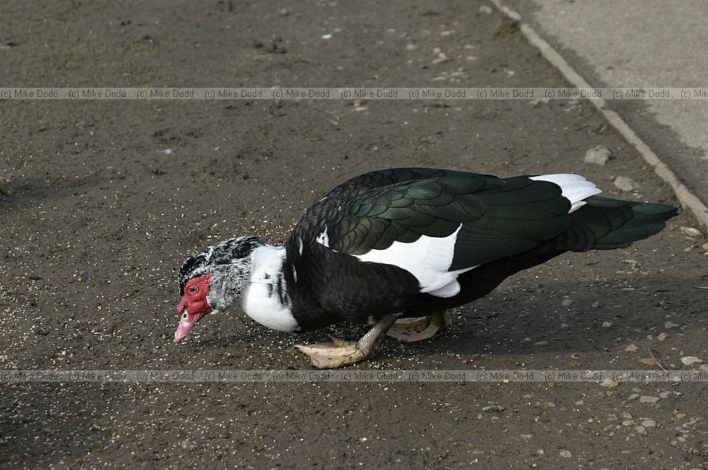 Cairina moschata Muscovy duck