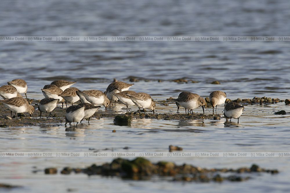 Calidris alpina Dunlin