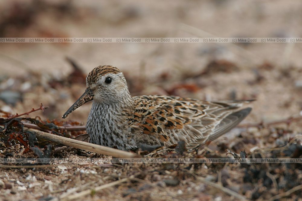 Calidris alpina Dunlin with broken leg