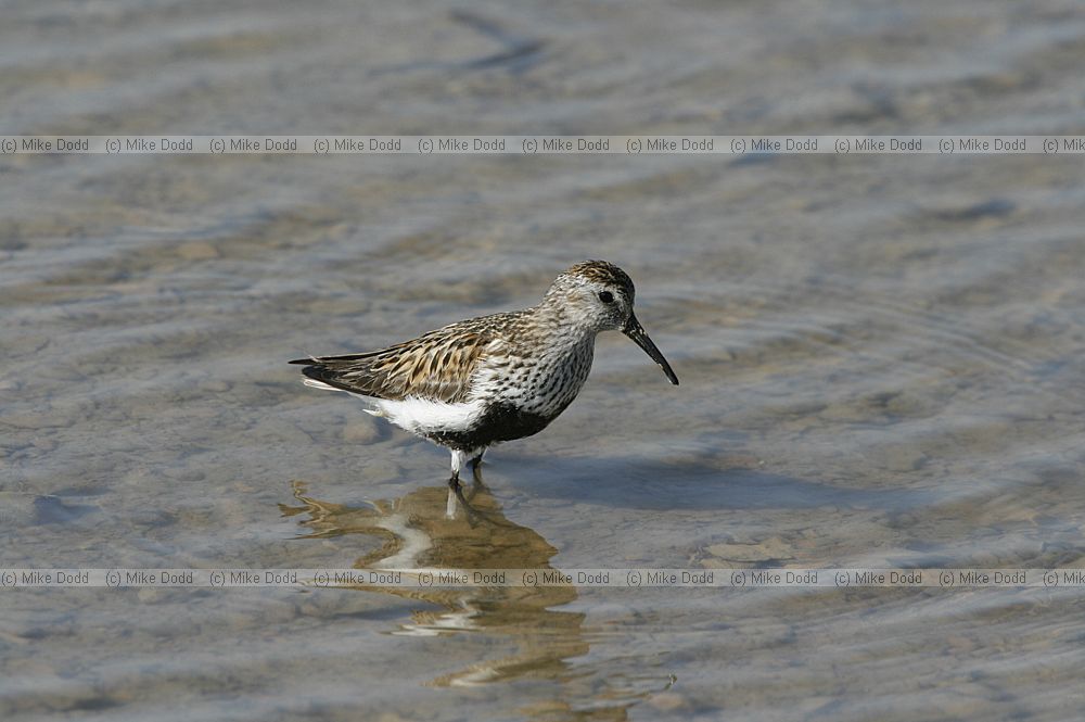 Calidris alpina Dunlin