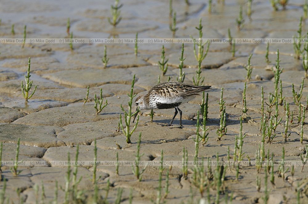 Calidris alpina Dunlin