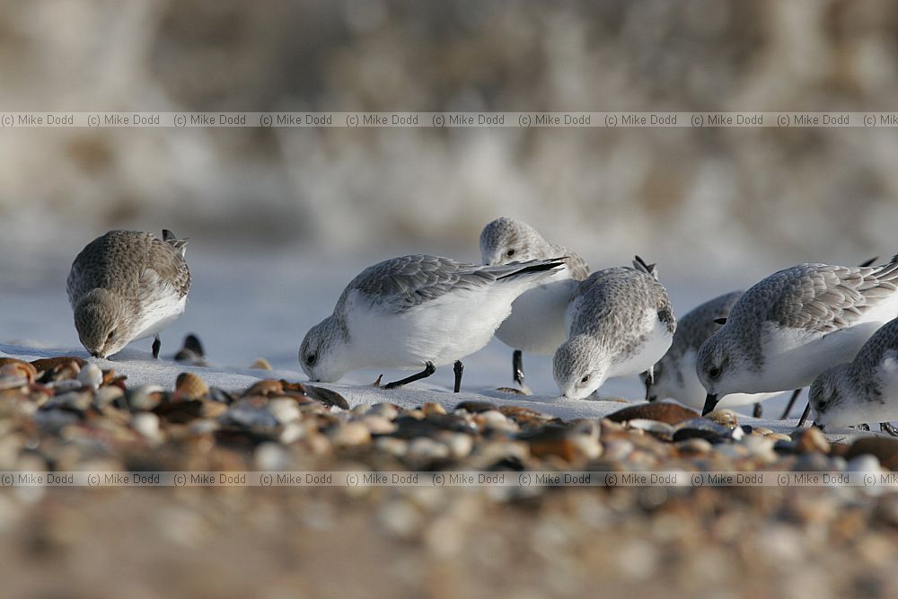 Calidris alpina Dunlin and Calidris alba Sanderling