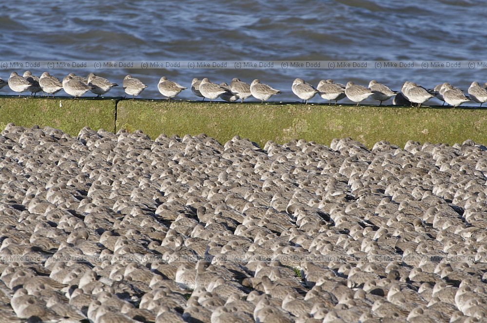 Calidris canutus Knot at high tide roost