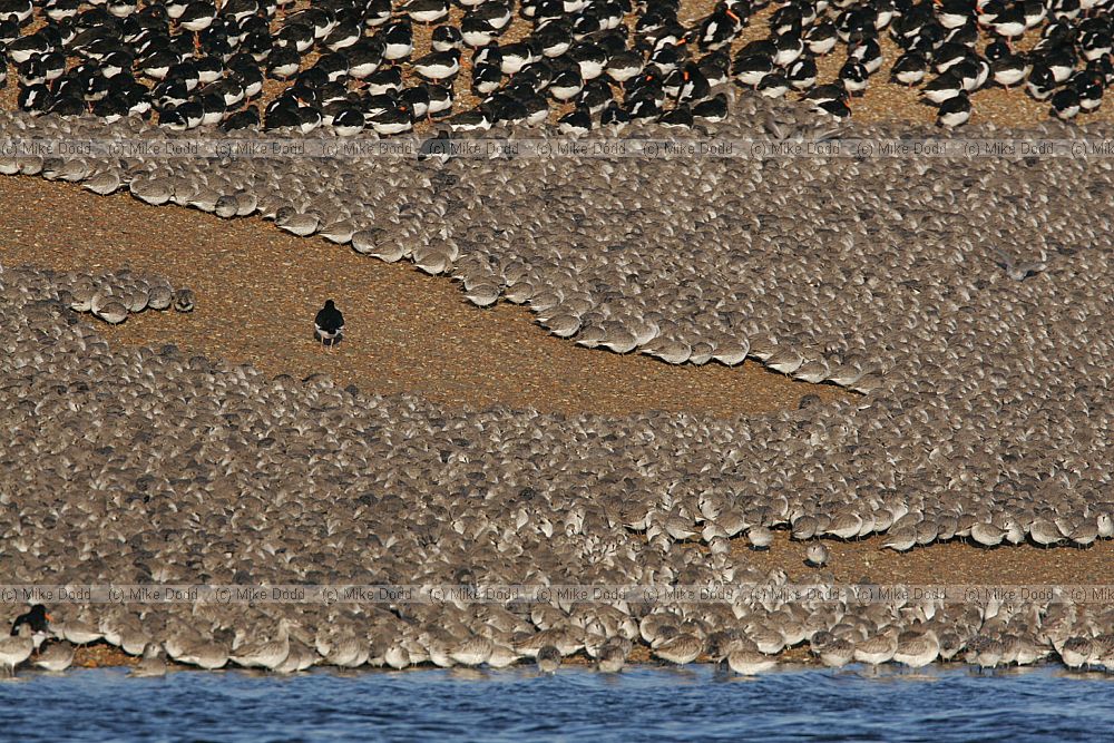 Calidris canutus Knot oystercatcher bar tailed godwit