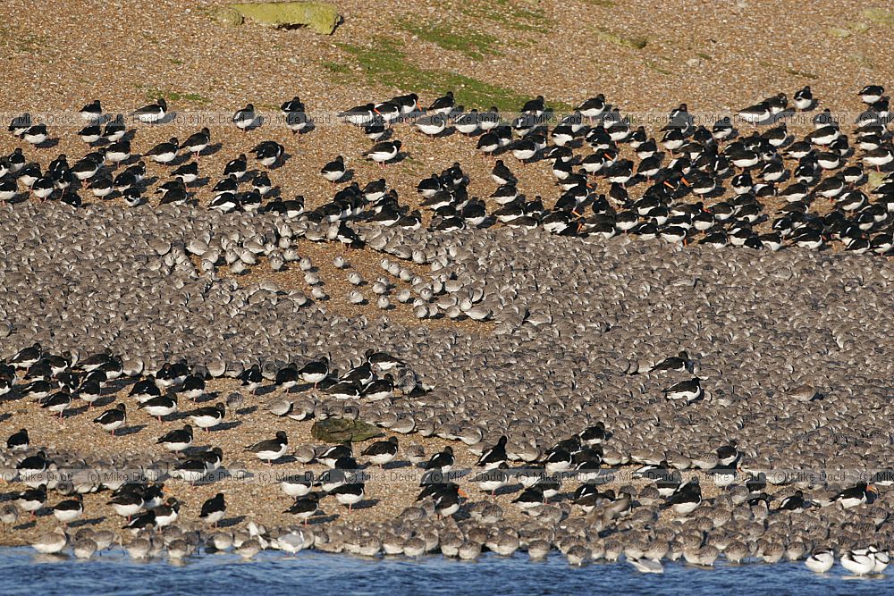 Calidris canutus Knot oystercatchers bar tailed godwit avocets