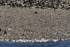Calidris canutus Knot oystercatchers bar tailed godwits avocets