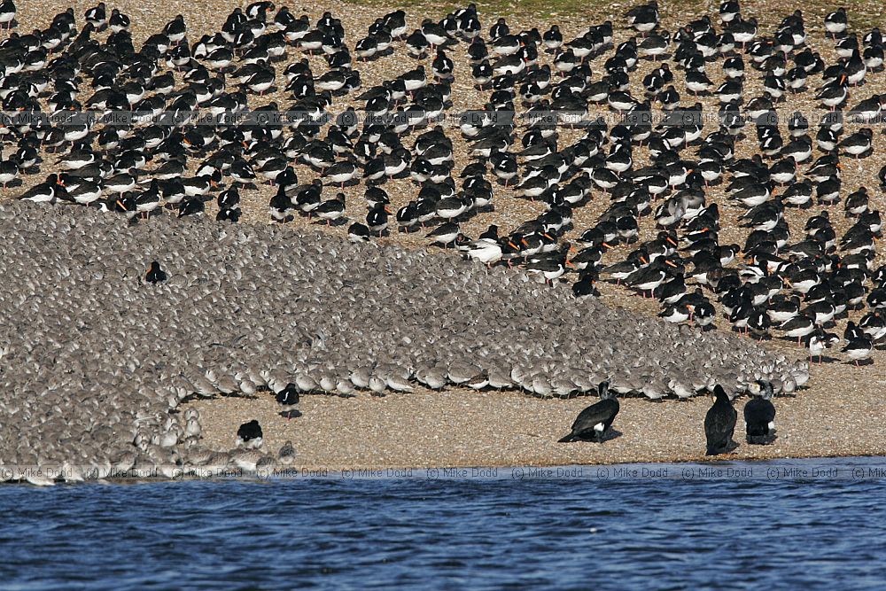 Calidris canutus Knot oystercatcher bar tailed godwit cormorants