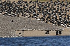 Calidris canutus Knot oystercatcher bar tailed godwit cormorants