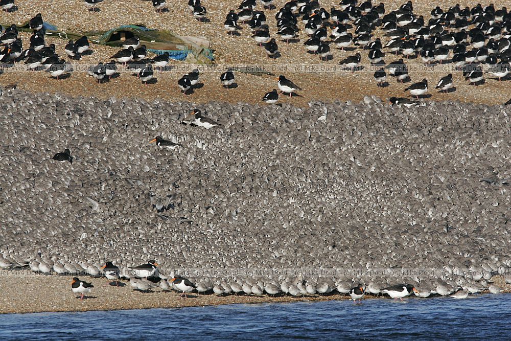Calidris canutus Knot oystercatcher
