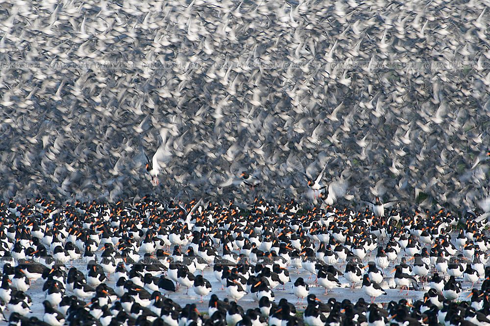 Calidris canutus Knot and Oystercatchers Haematopus ostralegus