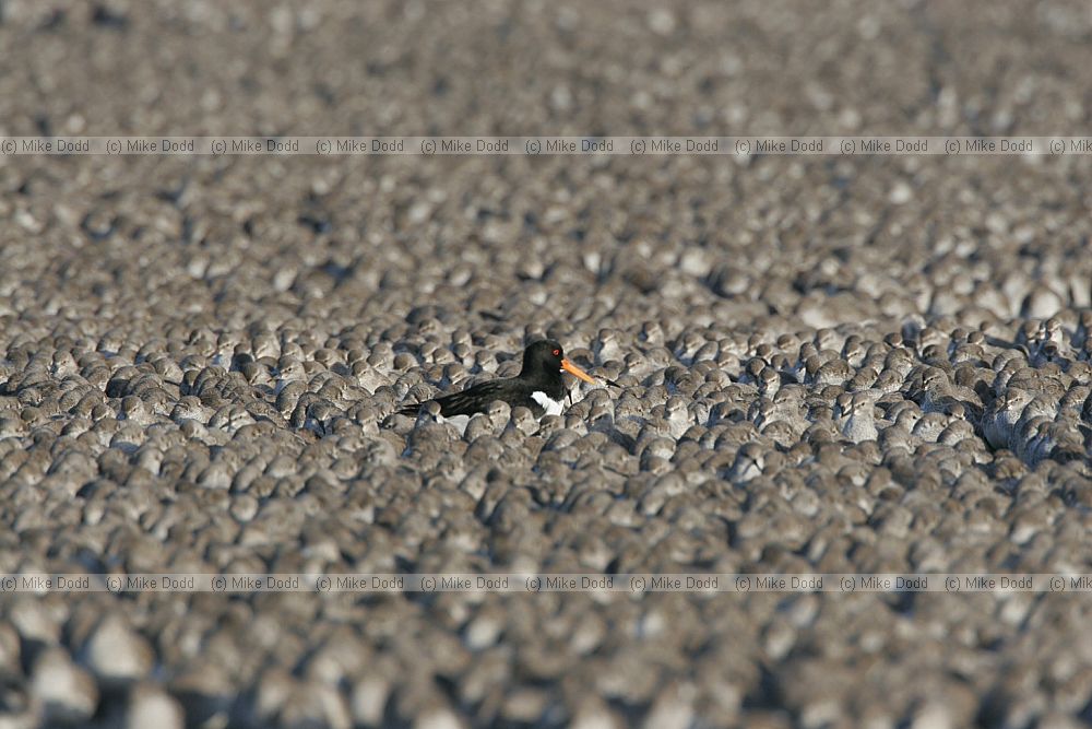 Calidris canutus Knot and Oystercatchers Haematopus ostralegus