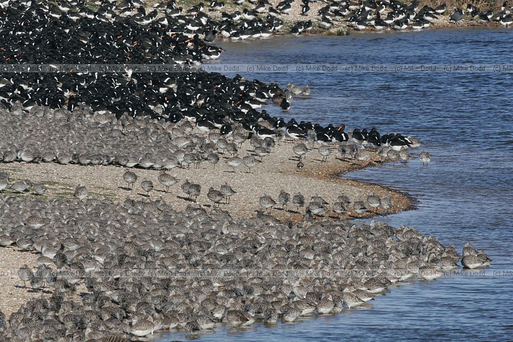 Calidris canutus Knot bar-tailed godwits oystercatcher