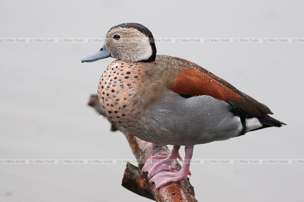 Callonetta leucophrys Ringed teal