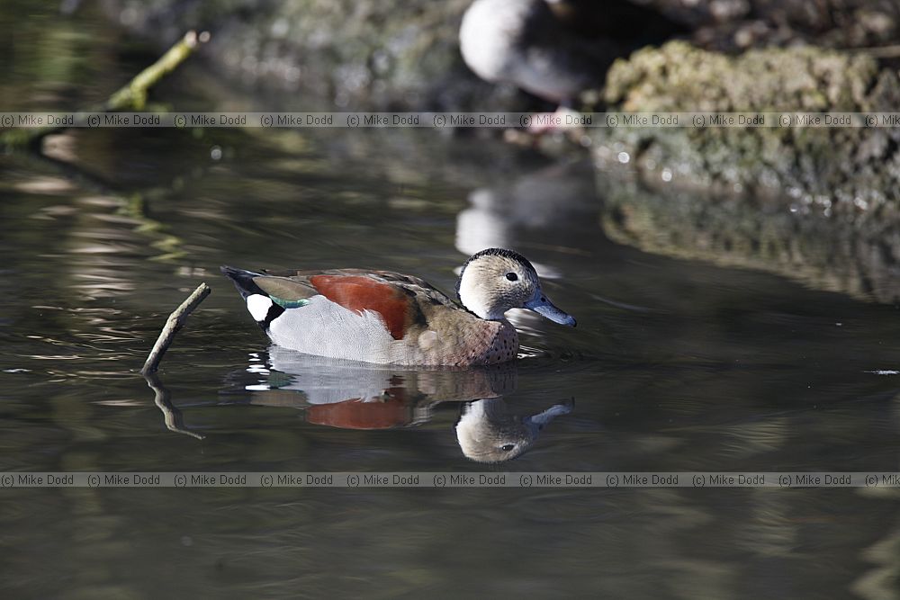 Callonetta leucophrys Ringed teal