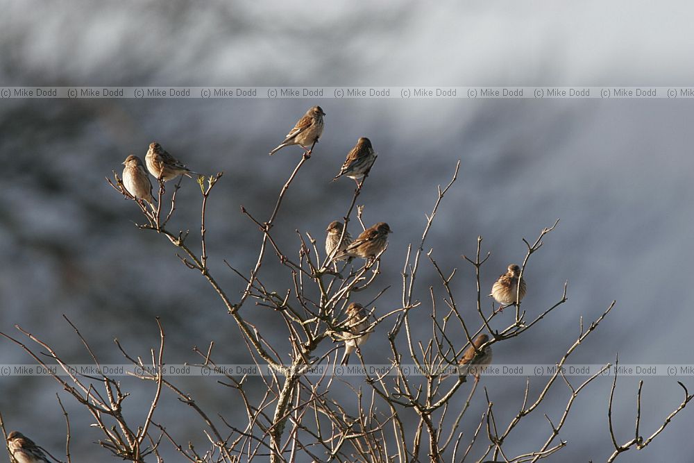 Carduelis cannabina Linnets