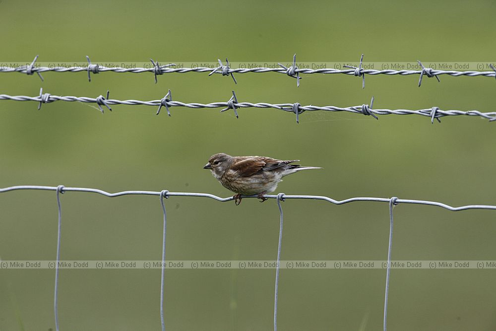 Carduelis cannabina Common Linnet