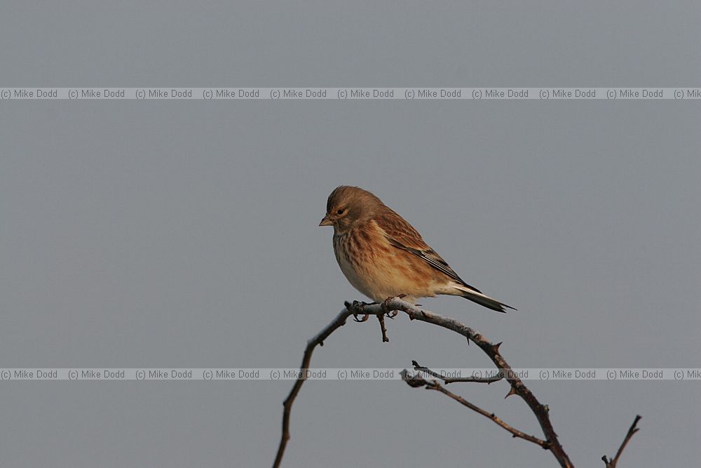 Carduelis cannabina Linnet winter plumage
