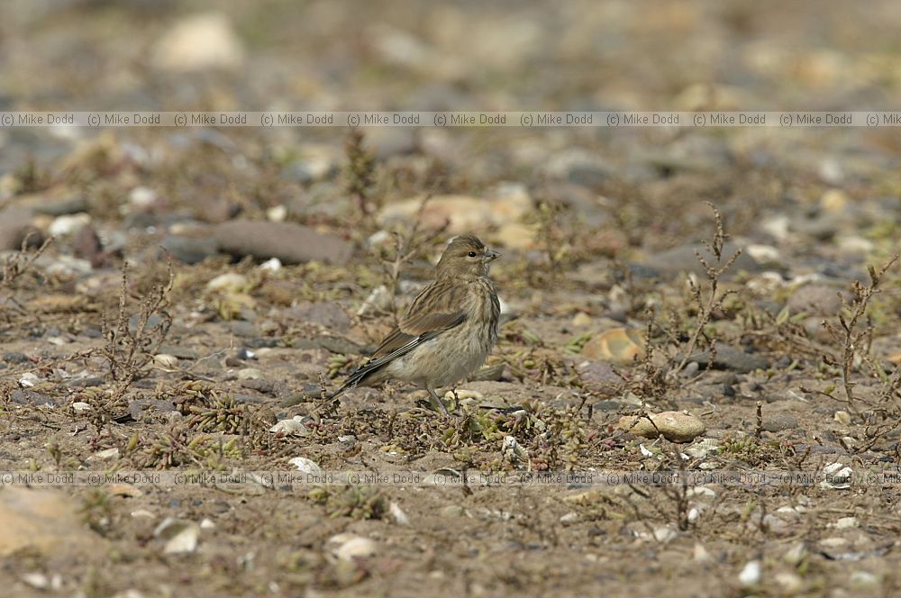 Carduelis cannabina Linnet on estuary
