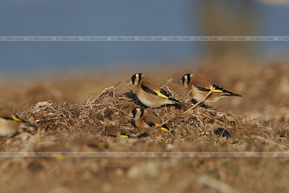 Carduelis carduelis Goldfinch