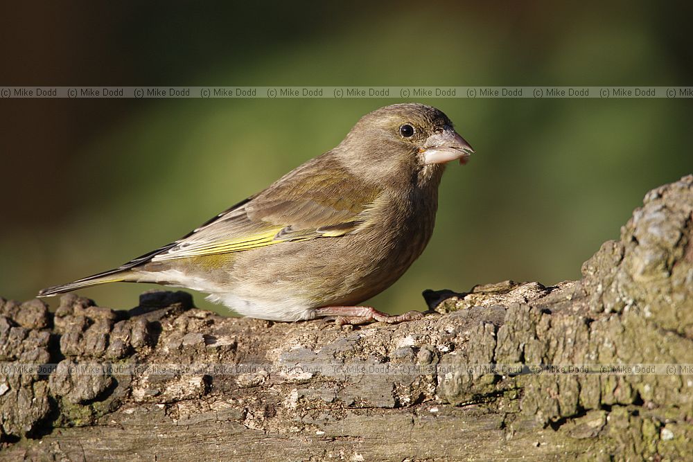 Carduelis chloris European Greenfinch