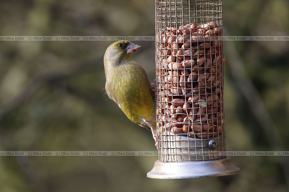 Carduelis chloris European Greenfinch