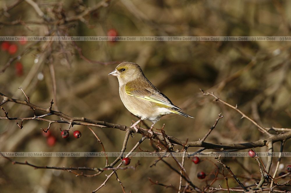 Carduelis chloris Greenfinch