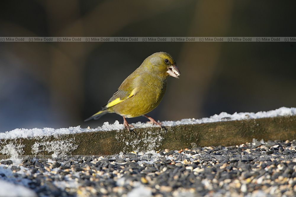Carduelis chloris Greenfinch