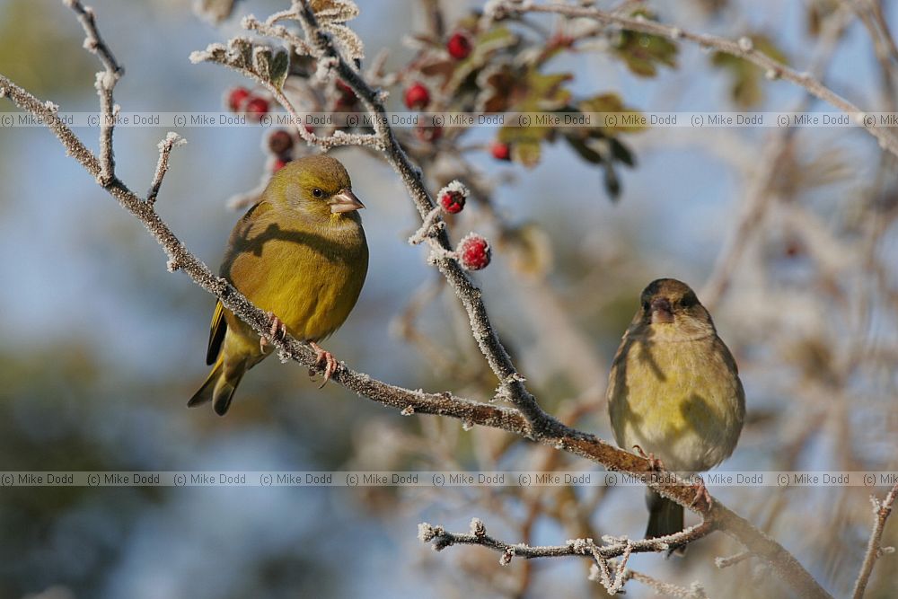 Carduelis chloris Greenfinch male and female