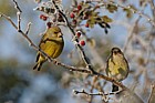 Carduelis chloris Greenfinch male and female