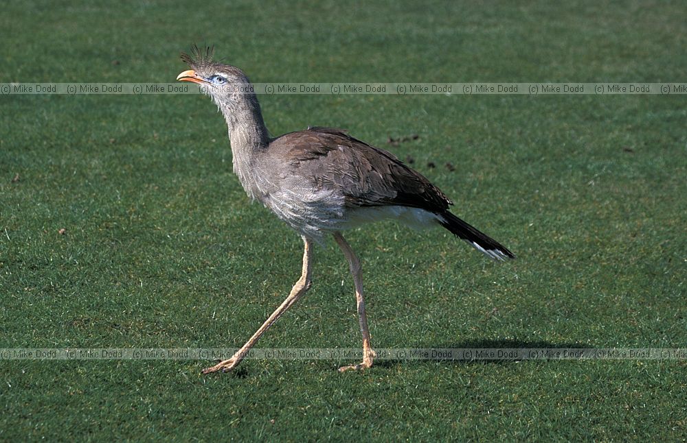 Cariama cristata Seriema