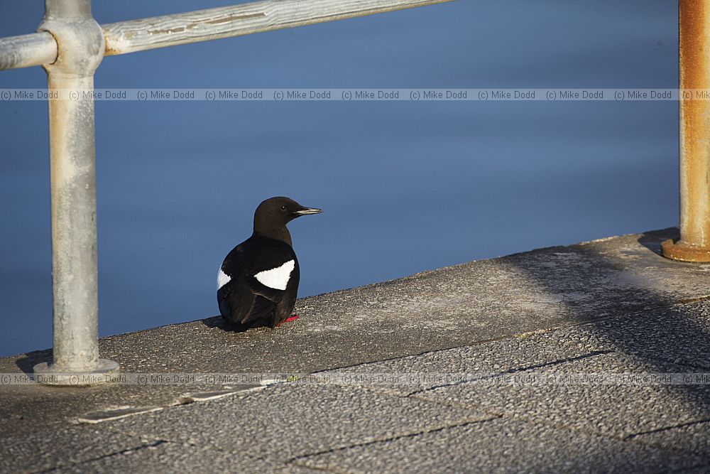 Cepphus grylle Black Guillemot