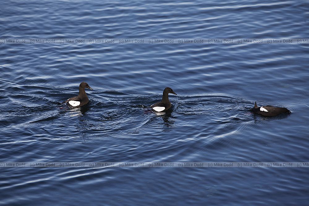 Cepphus grylle Black Guillemot