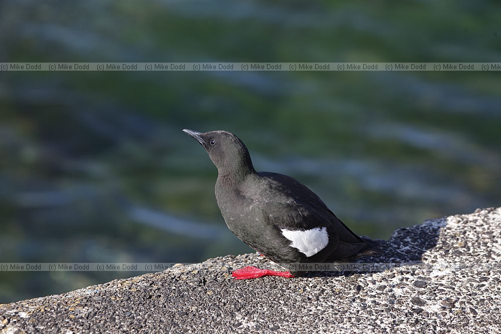 Cepphus grylle Black Guillemot