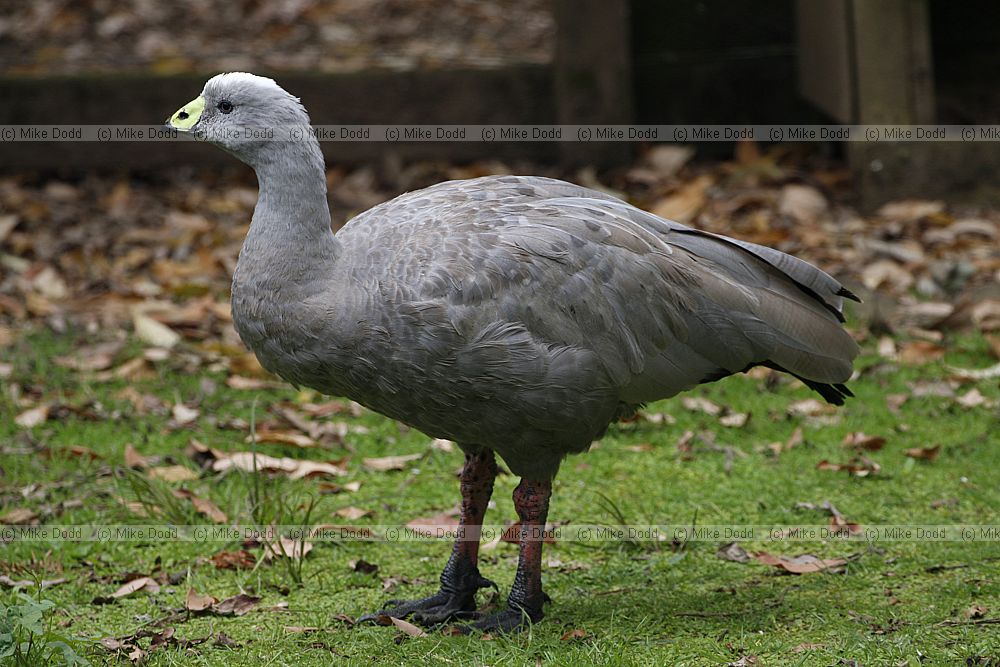 Cereopsis novaehollandiae Cape Barren goose