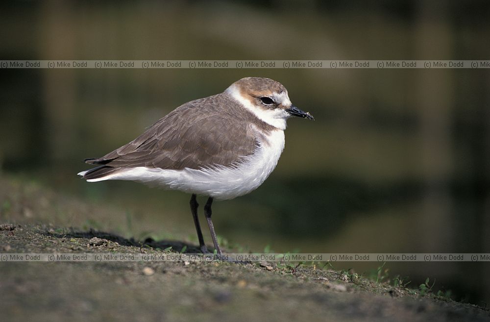Charadrius alexandrinus Kentish plover