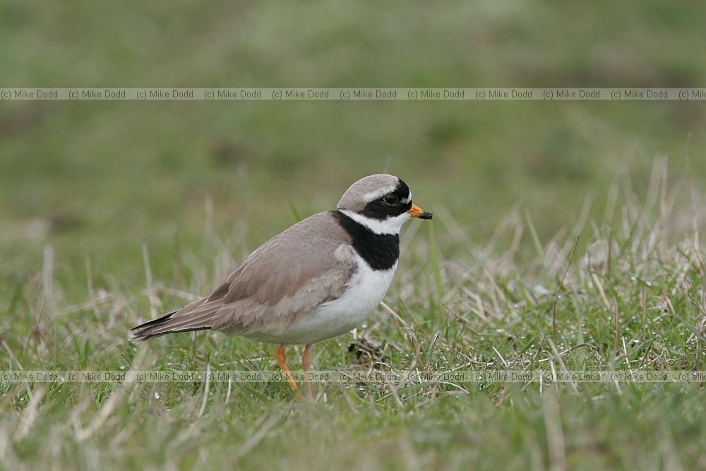 Charadrius hiaticula Ringed Plover