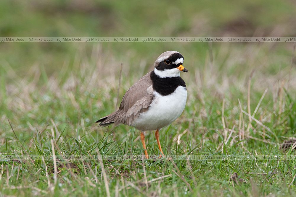 Charadrius hiaticula Ringed Plover