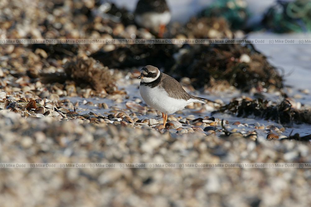 Charadrius hiaticula Ringed Plover