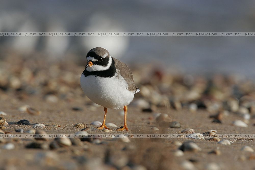 Charadrius hiaticula Ringed Plover