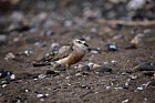 Charadrius obscurus New Zealand Dotterel