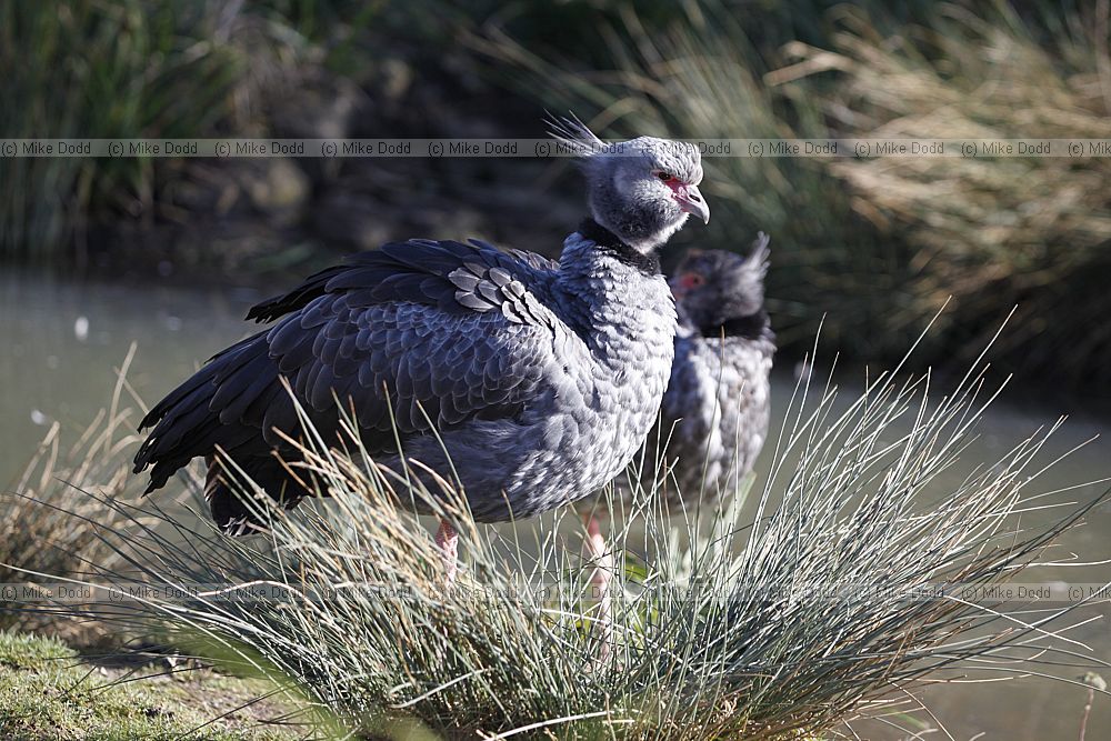 Chauna torquata Crested Screamer