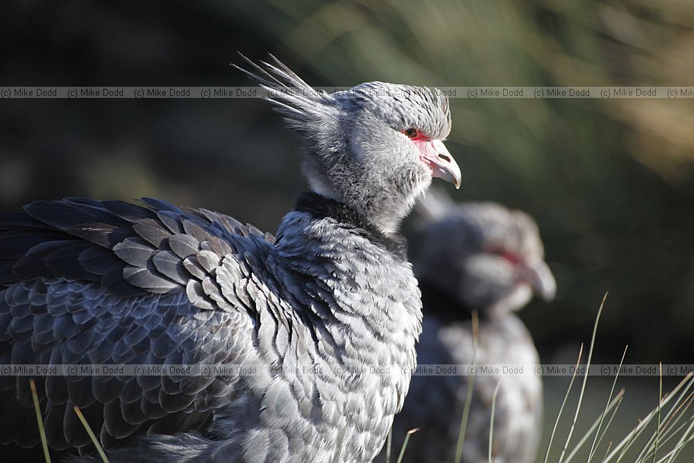 Chauna torquata Crested Screamer