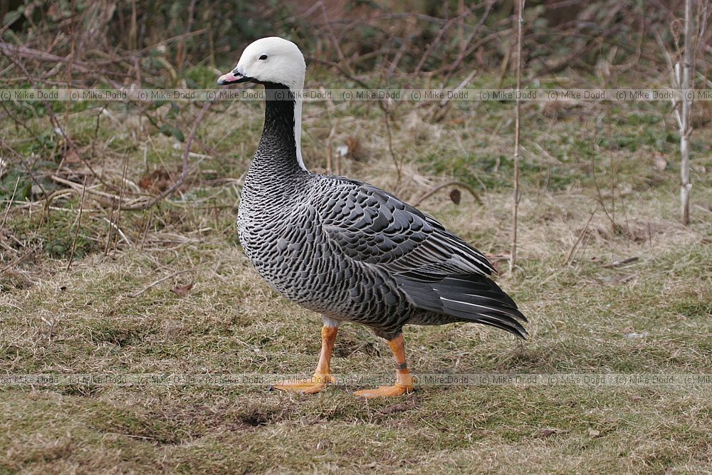 Chen canagica Emperor Goose